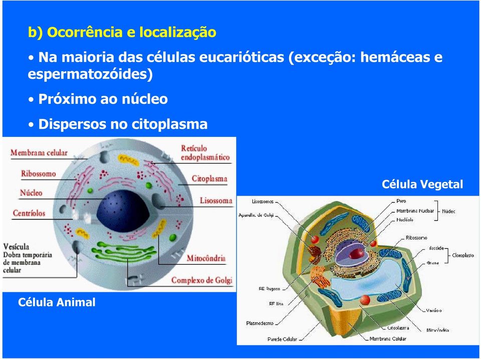 espermatozóides) Próximo ao núcleo
