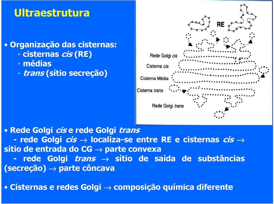 cisternas cis sítio de entrada do CG parte convexa - rede Golgi trans sítio de saída