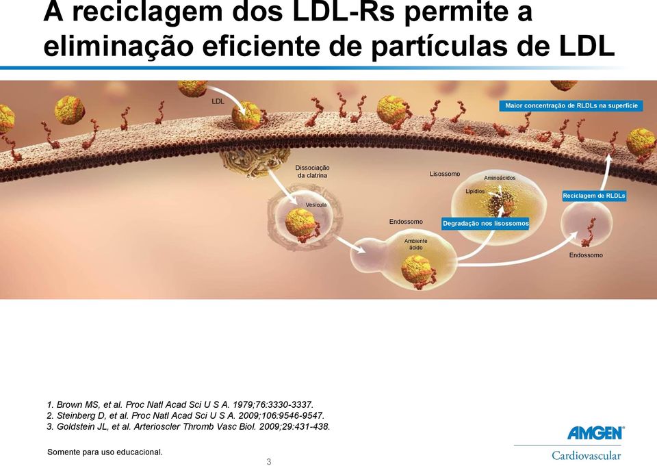 lisossomos Ambiente ácido Endossomo 1. Brown MS, et al. Proc Natl Acad Sci U S A. 1979;76:3330-3337. 2.