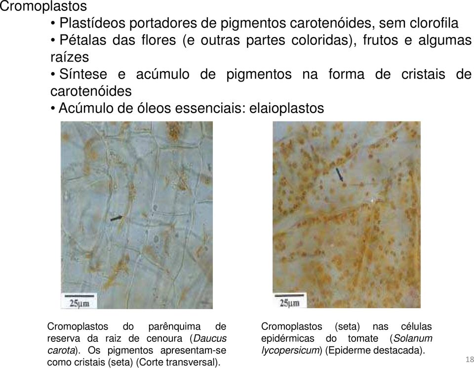 elaioplastos Cromoplastos do parênquima de reserva da raiz de cenoura (Daucus carota).