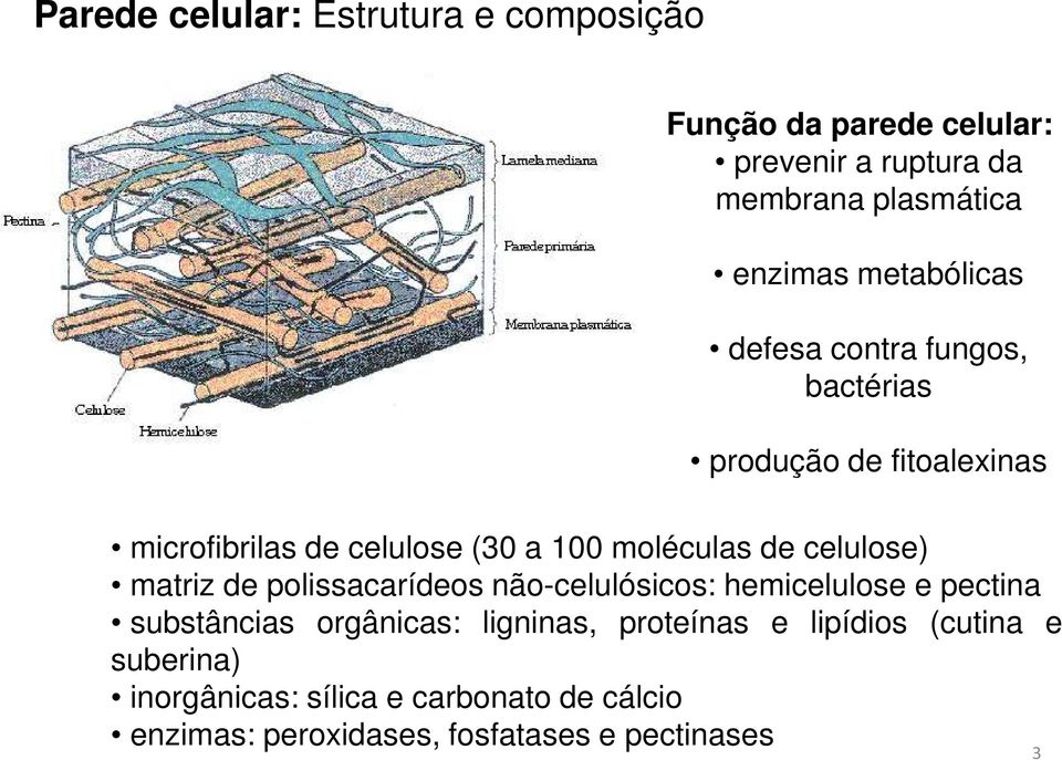 celulose) matriz de polissacarídeos não-celulósicos: hemicelulose e pectina substâncias orgânicas: ligninas,