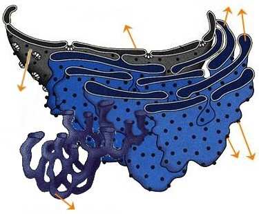 RETÍCULO ENDOPLASMÁTICO FORMA Rede de membranas, estruturas tubulares e vesiculares achatadas, interligadas.