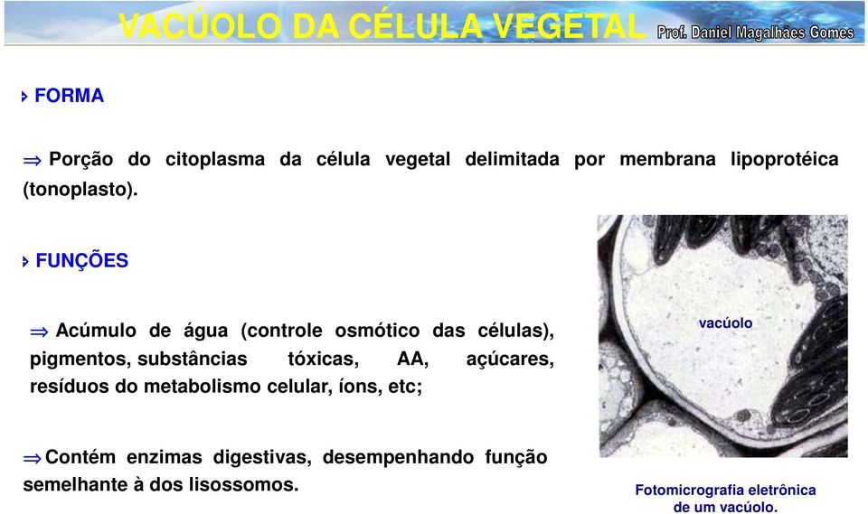 FUNÇÕES Acúmulo de água (controle osmótico das células), pigmentos, substâncias tóxicas, AA,