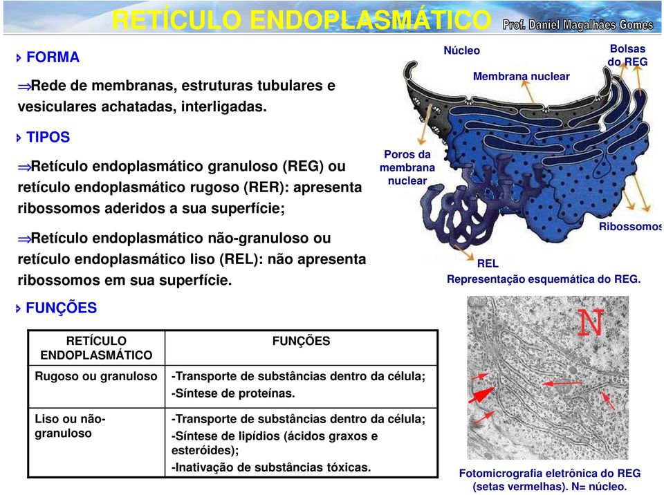 não-granuloso ou retículo endoplasmático liso (REL): não apresenta ribossomos em sua superfície. FUNÇÕES Poros da membrana nuclear Ribossomos REL Representação esquemática do REG.