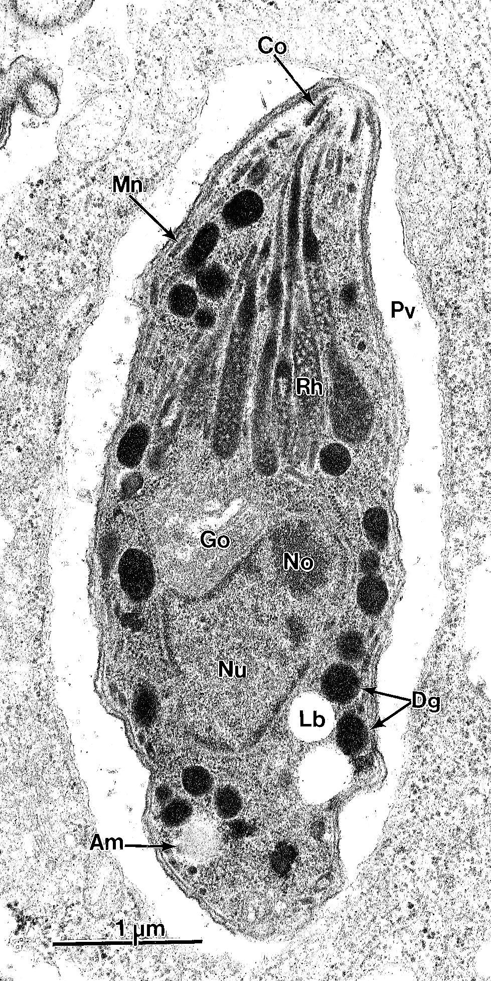 Reino Protista 1+2+3 = Complexo Apical 1.