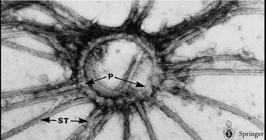 Microtúbulos Sub membranosos 1. Anel Polar 1.