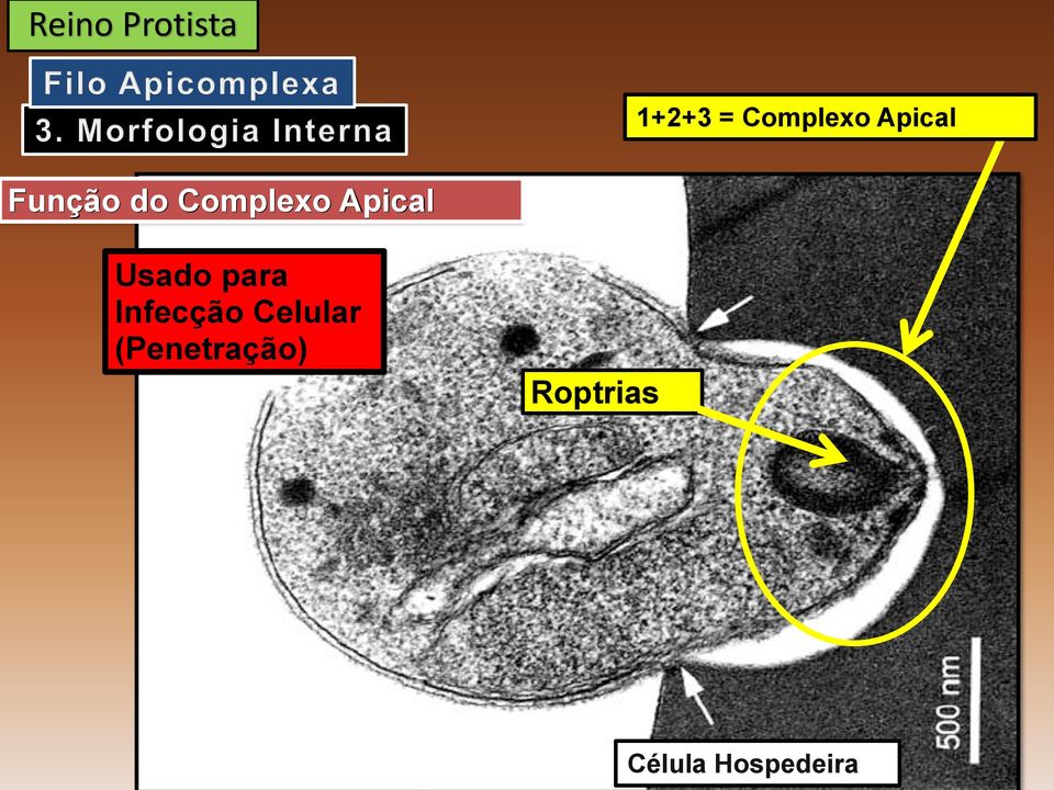 Usado para Infecção Celular