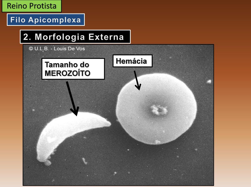 MEROZOÍTO