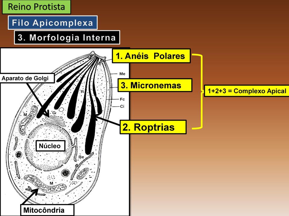 Micronemas 1+2+3 =