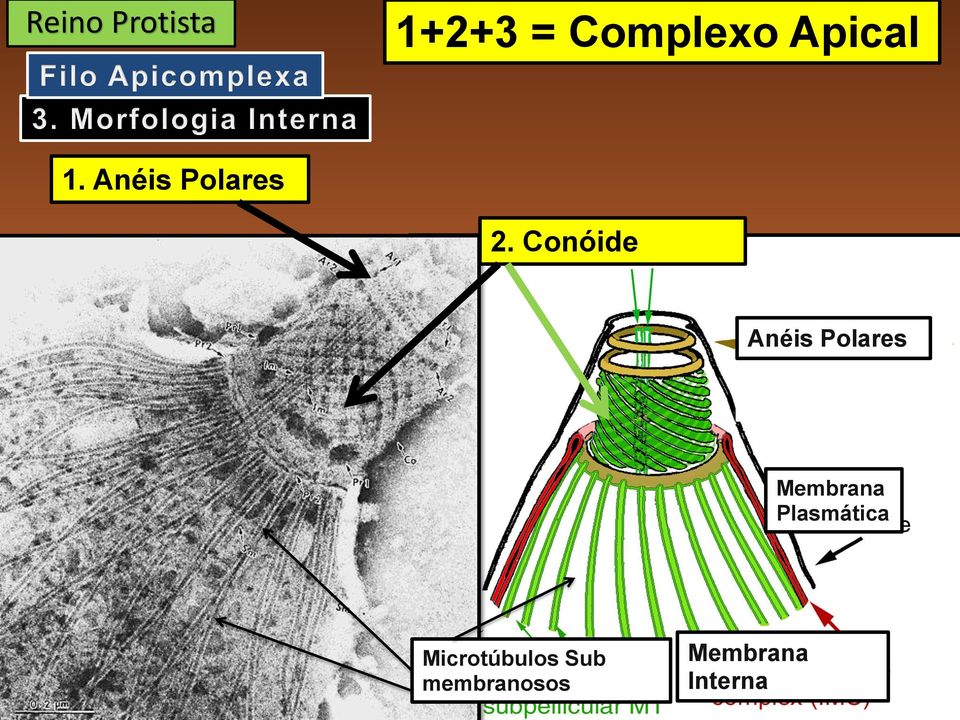 Conóide Anéis Polares Membrana