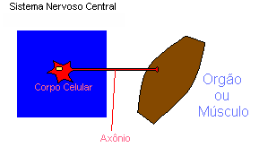 Sistema Nervoso Periférico SNP Sistema Nervoso Central Sistema Nervoso Motor Axônio Sistema