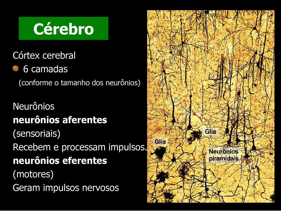 aferentes (sensoriais) Recebem e processam