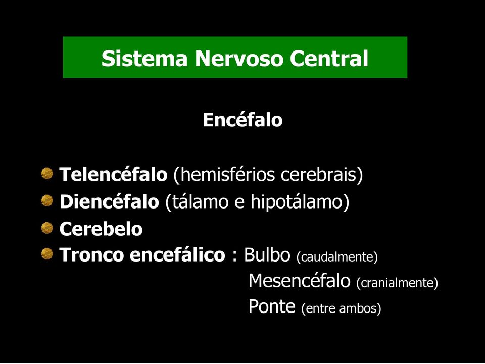 hipotálamo) Cerebelo Tronco encefálico : Bulbo