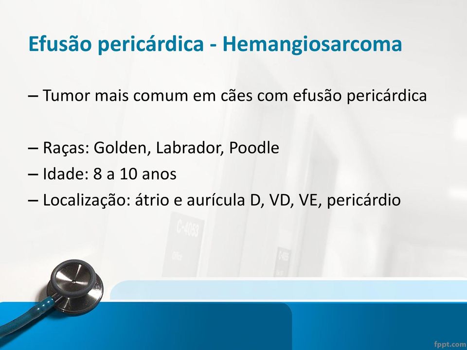 Raças: Golden, Labrador, Poodle Idade: 8 a 10