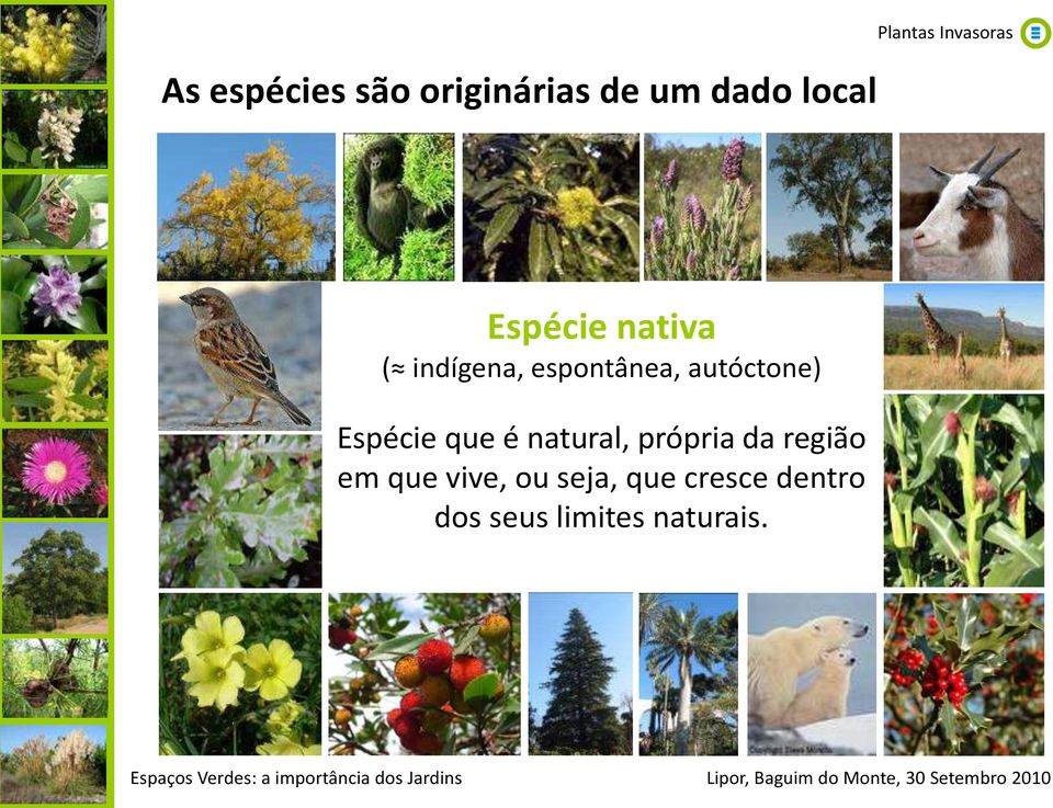 autóctone) Espécie que é natural, própria da região em