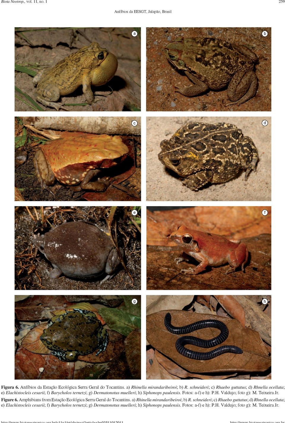 schneideri; c) Rhaebo guttatus; d) Rhnella ocellata; e) Elachistocleis cesarii; f) Barycholos ternetzi; g) Dermatonotus muelleri; h) Siphonops paulensis. Fotos: a-f) e h): P.H.