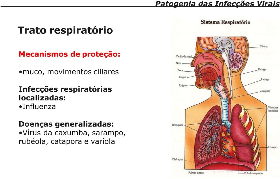 localizadas: Influenza Doenças generalizadas: