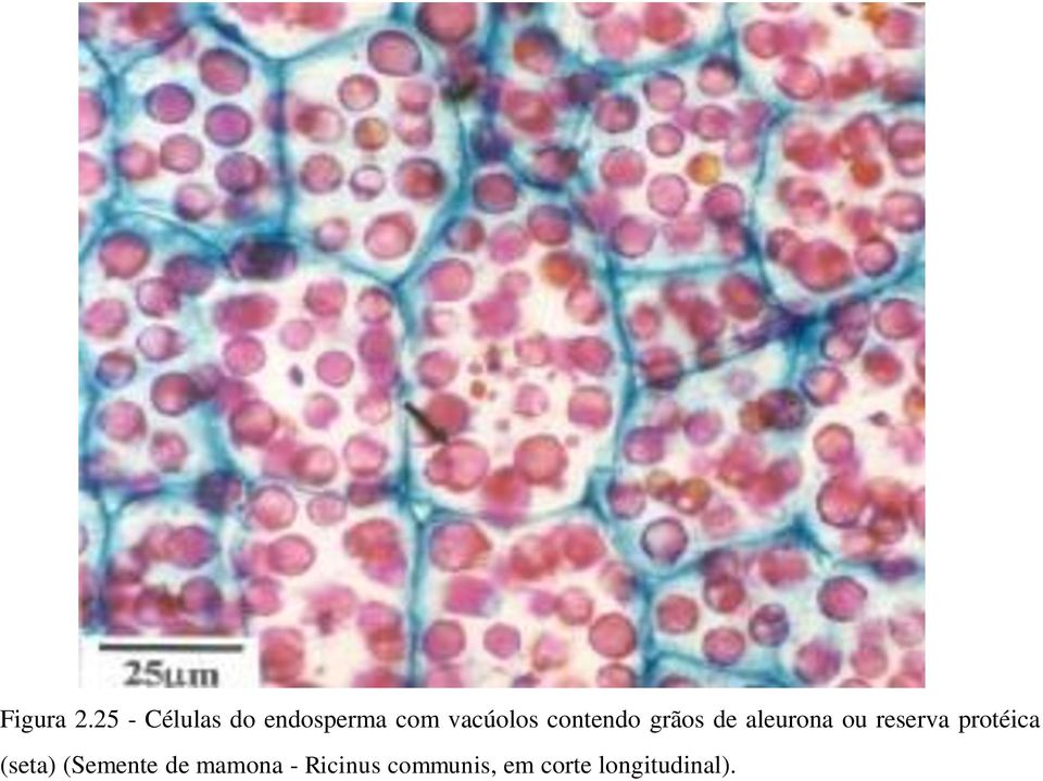 contendo grãos de aleurona ou reserva