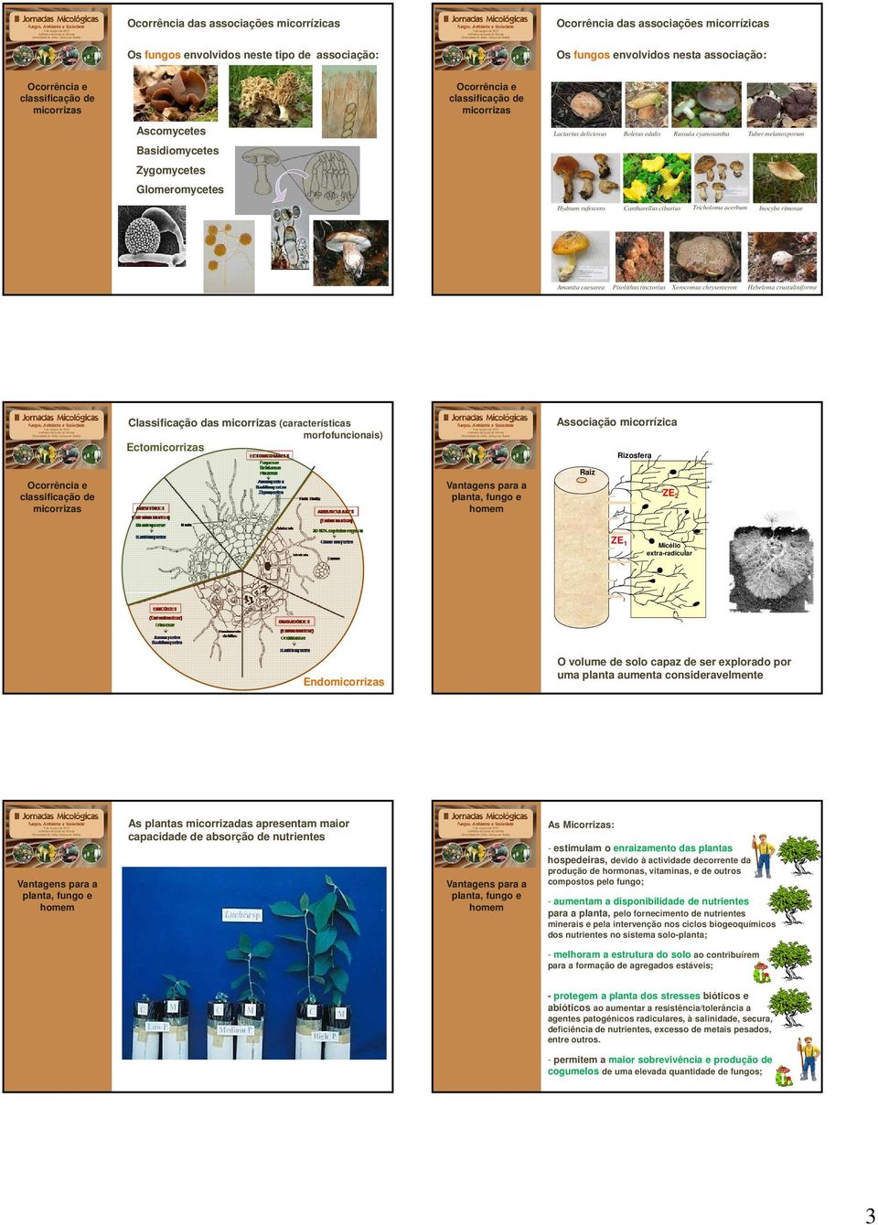 Xerocomus chrysenteron Hebeloma crustuliniforme Classificação das (características morfofuncionais) Ecto Associação micorrízica Rizosfera Raiz ZE 2 ZE 1 Micélio extra-radicular Endo O volume de solo