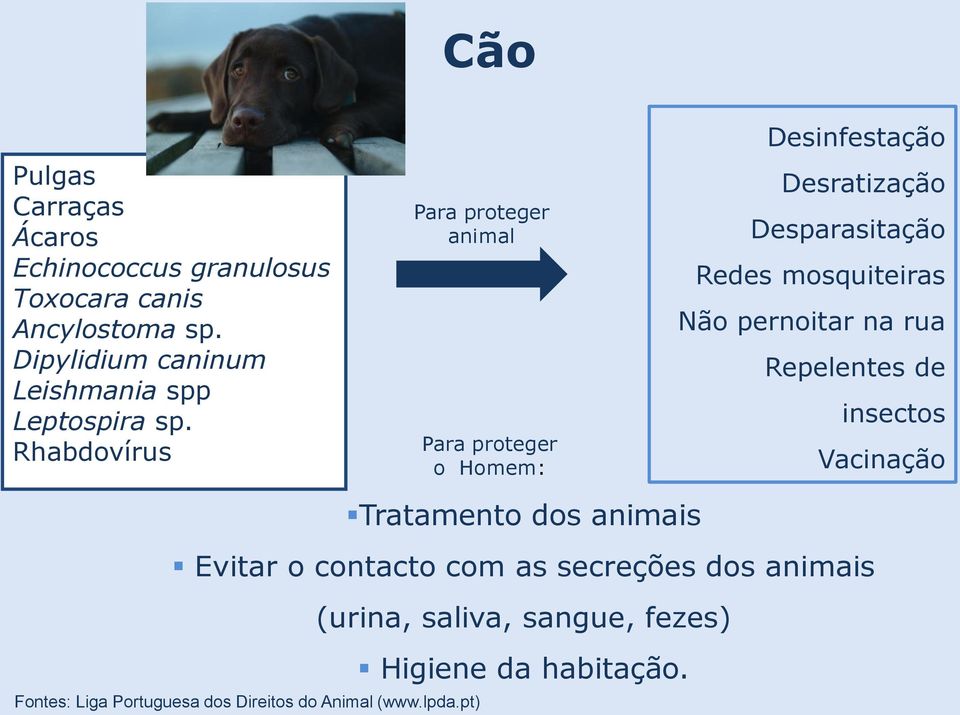 Rhabdovírus Para proteger animal Para proteger o Homem: Desinfestação Desratização Desparasitação Redes mosquiteiras Não