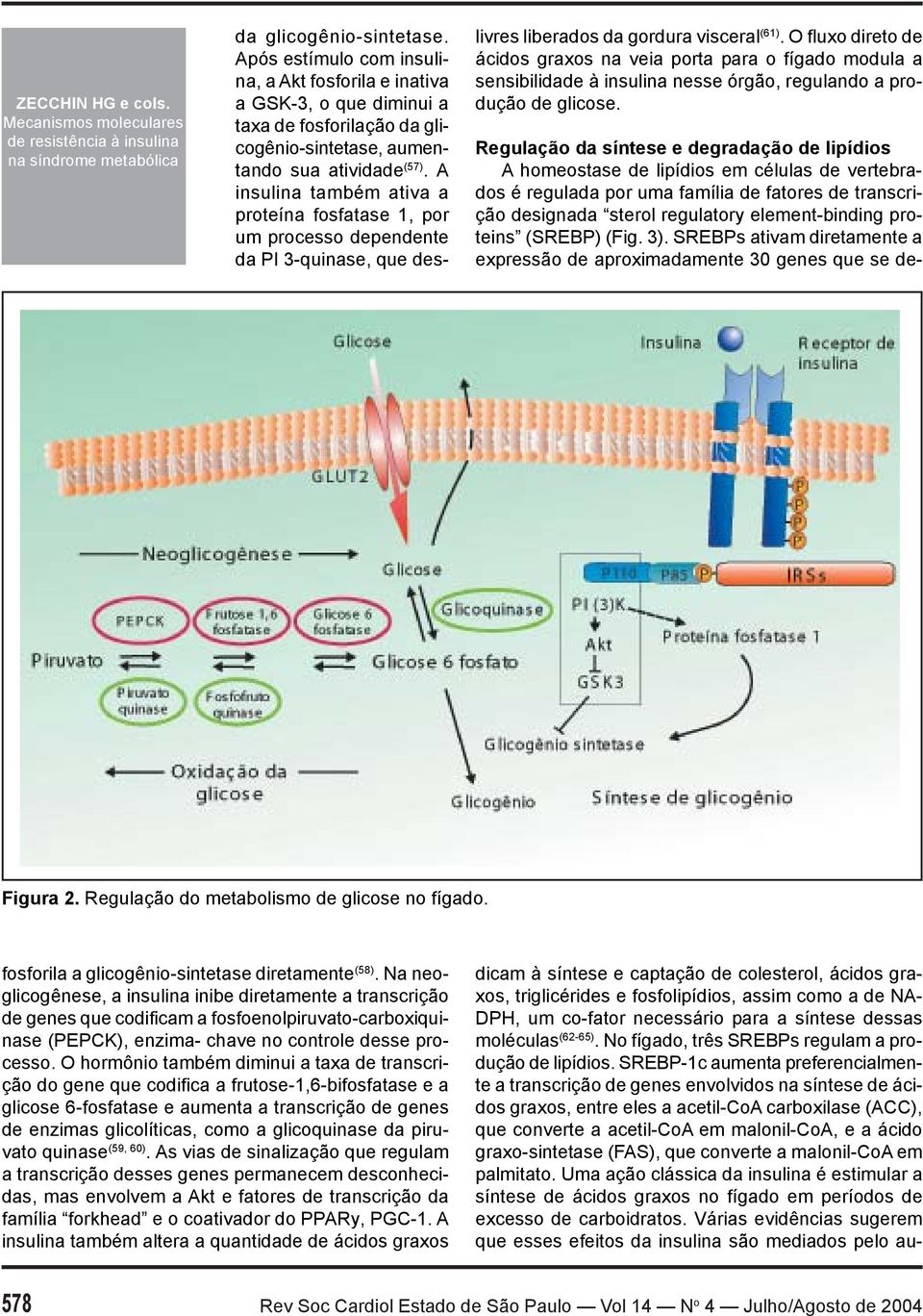 proteins (SREBP) (Fig. 3). SREBPs ativam diretamente a expressão de aproximadamente 30 genes que se de- Figura 2. Regulação do metabolismo de glicose no fígado. da glicogênio-sintetase.