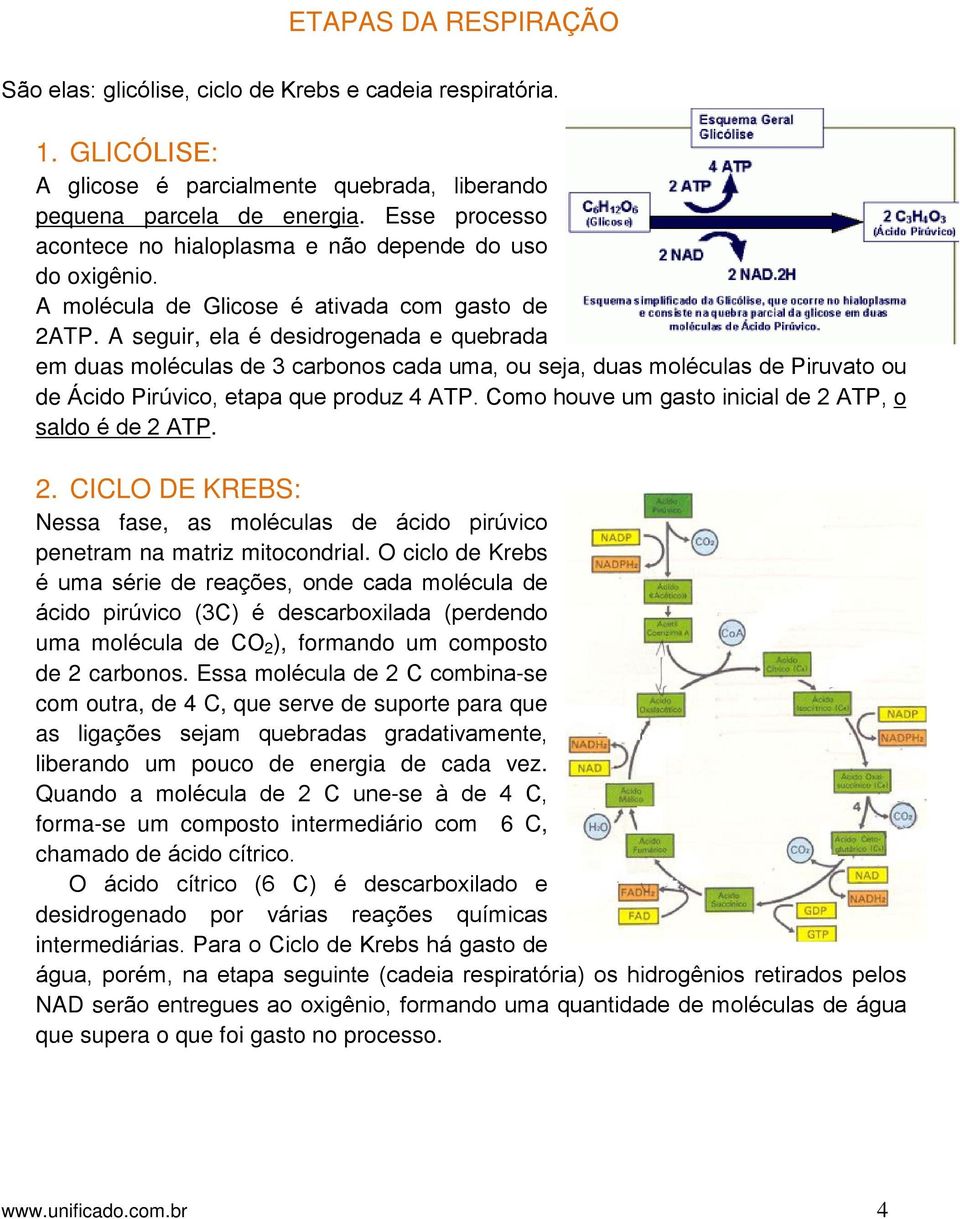 A seguir, ela é desidrogenada e quebrada em duas moléculas de 3 carbonos cada uma, ou seja, duas moléculas de Piruvato ou de Ácido Pirúvico, etapa que produz 4 ATP.