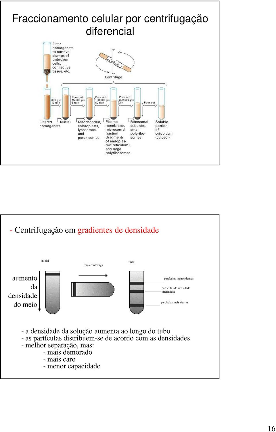 intermédia partículas mais densas - a densidade da solução aumenta ao longo do tubo - as partículas