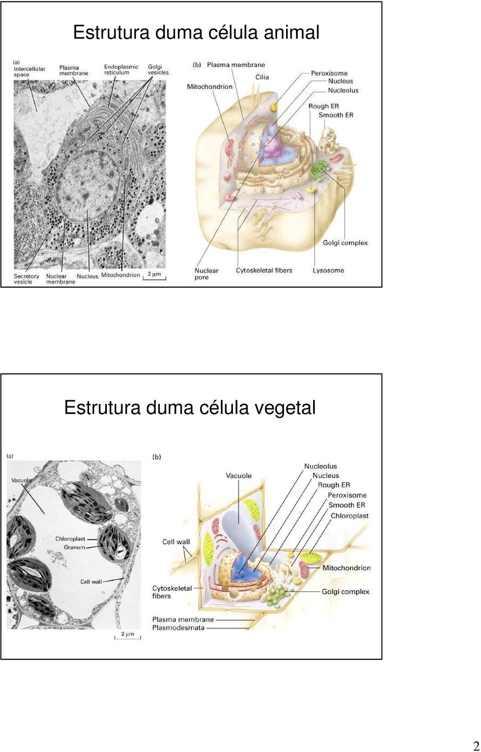 célula vegetal