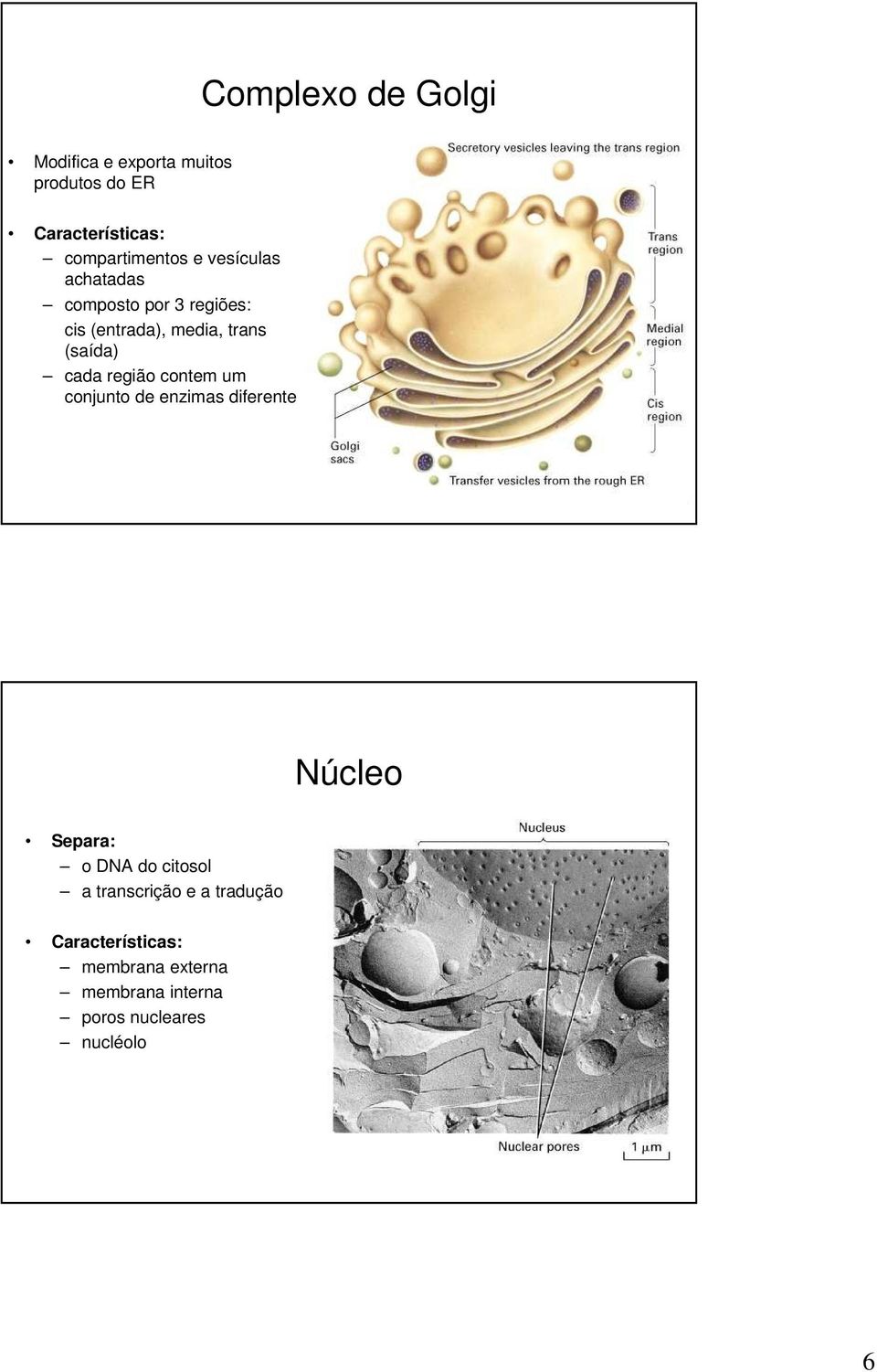 região contem um conjunto de enzimas diferente Núcleo Separa: o DNA do citosol a