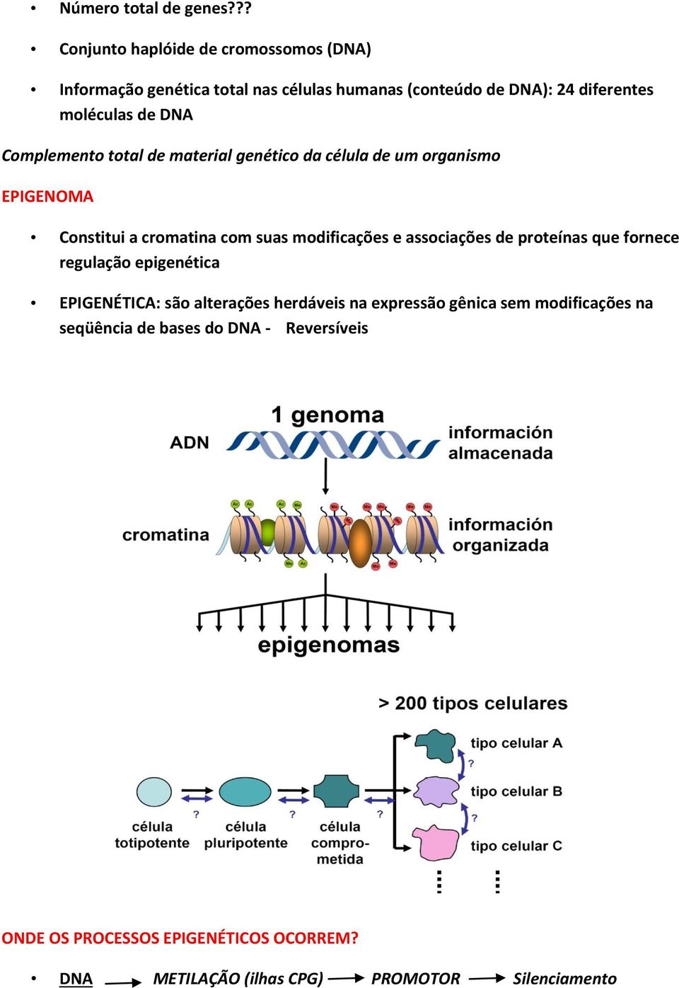 DNA Complemento total de material genético da célula de um organismo EPIGENOMA Constitui a cromatina com suas modificações e associações