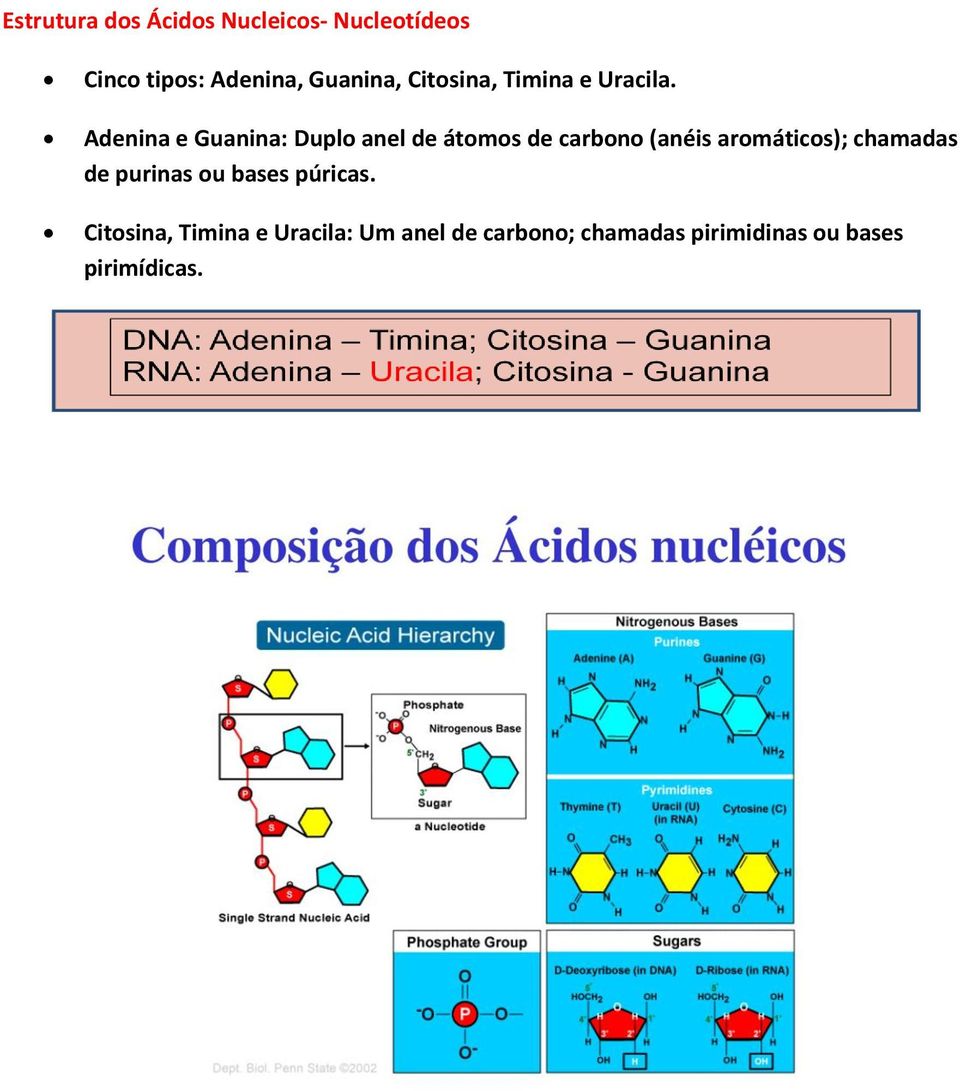 Adenina e Guanina: Duplo anel de átomos de carbono (anéis aromáticos);