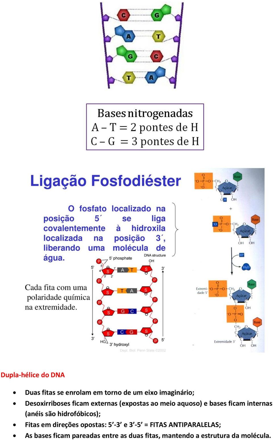 (anéis são hidrofóbicos); Fitas em direções opostas: 5-3 e 3-5 = FITAS