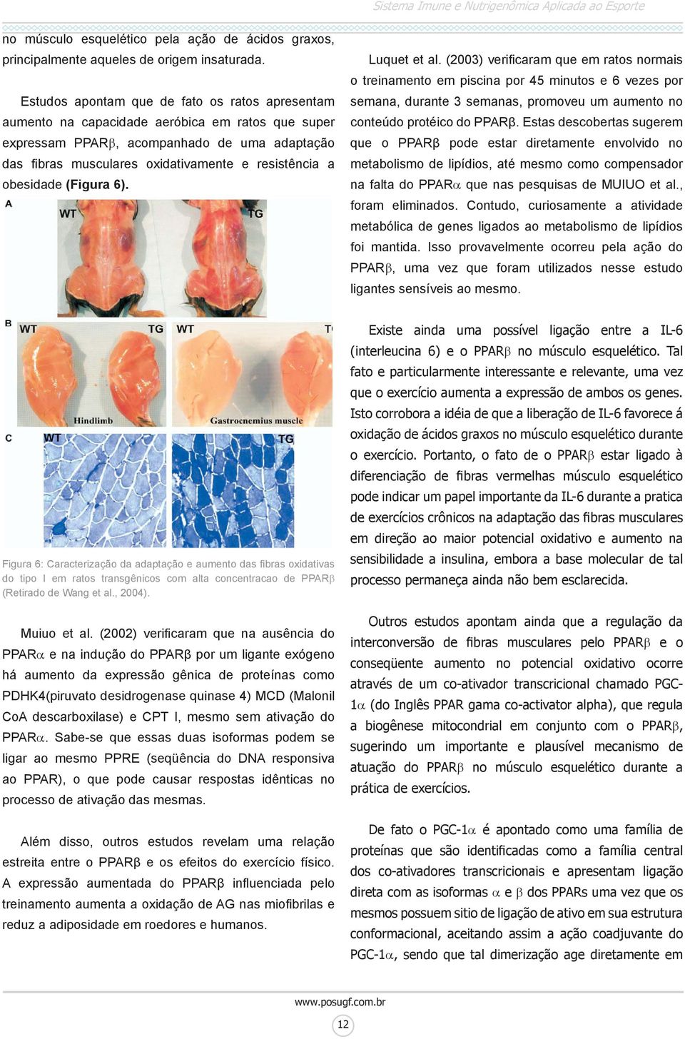 obesidade (Figura 6). Luquet et al.