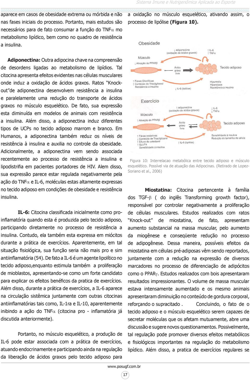 a oxidação no músculo esquelético, ativando assim, o processo de lipólise (Figura 10). Adiponectina: Outra adipocina chave na compreensão de desordens ligadas ao metabolismo de lipídios.