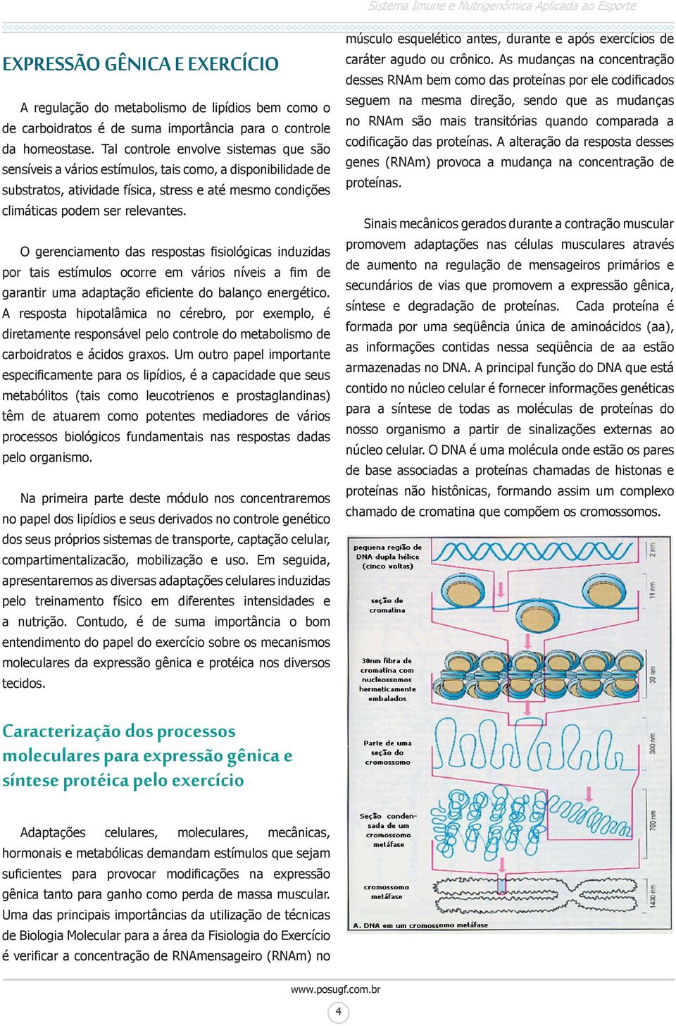 O gerenciamento das respostas fisiológicas induzidas por tais estímulos ocorre em vários níveis a fim de garantir uma adaptação eficiente do balanço energético.