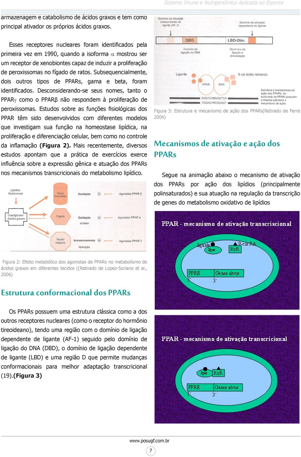 Subsequencialmente, dois outros tipos de PPARs, gama e beta, foram identificados. Desconsiderando-se seus nomes, tanto o PPARg como o PPARβ não respondem à proliferação de peroxissomas.