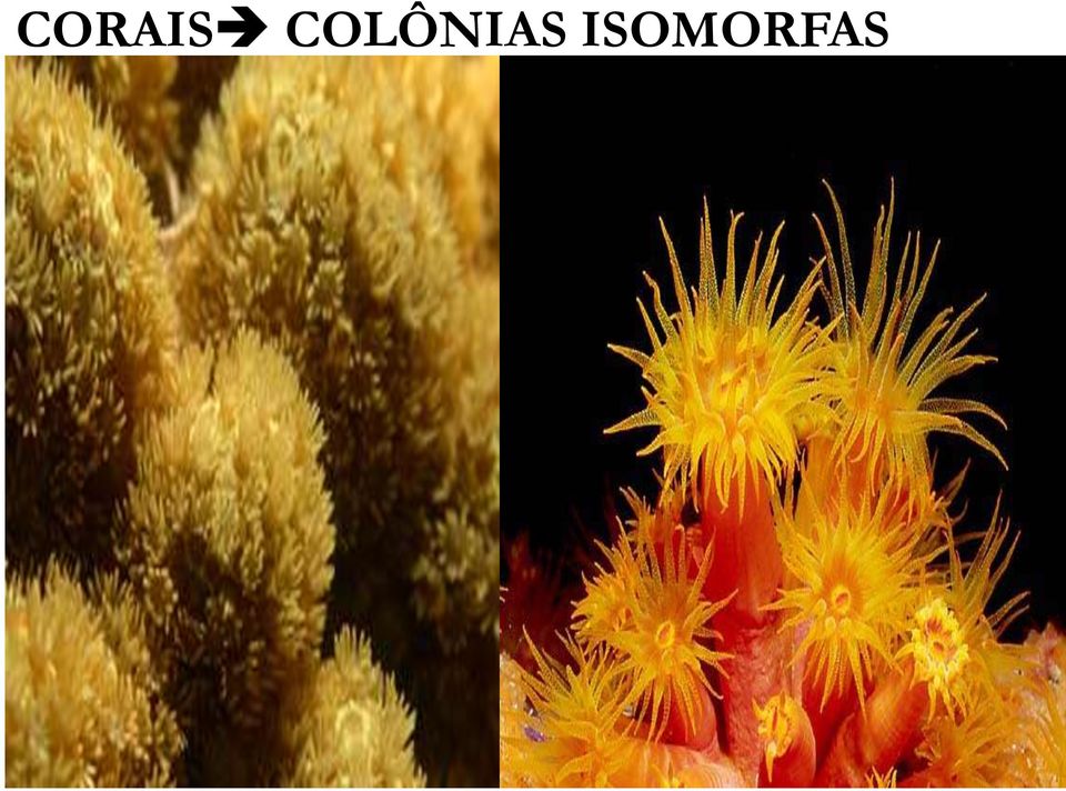 ISOMORFAS