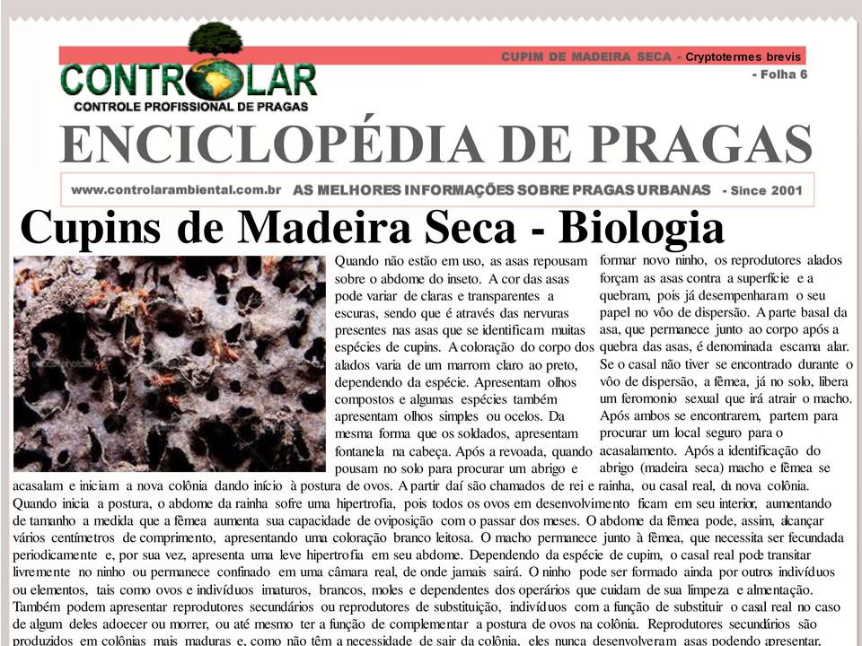 A coloração do corpo dos alados varia de um marrom claro ao preto, dependendo da espécie. Apresentam olhos compostos e algumas espécies também apresentam olhos simples ou ocelos.