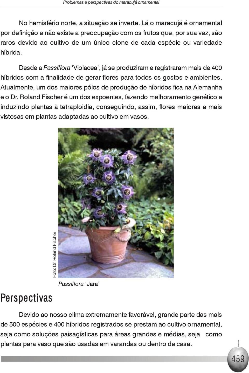 Desde a Passiflora Violacea, já se produziram e registraram mais de 400 híbridos com a finalidade de gerar flores para todos os gostos e ambientes.