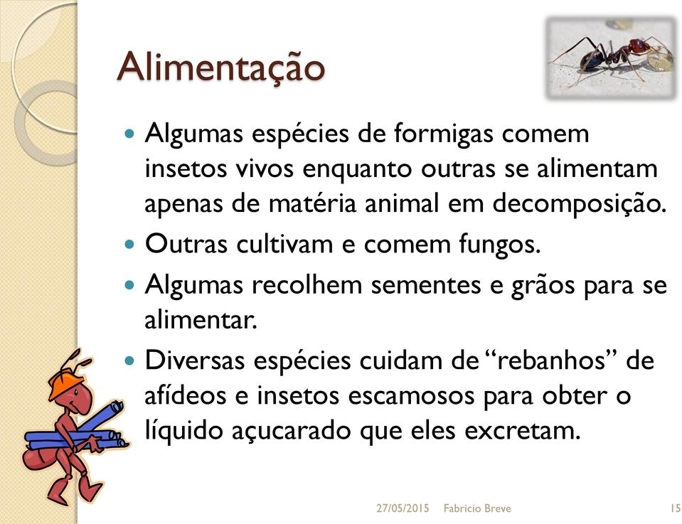 Algumas recolhem sementes e grãos para se alimentar.