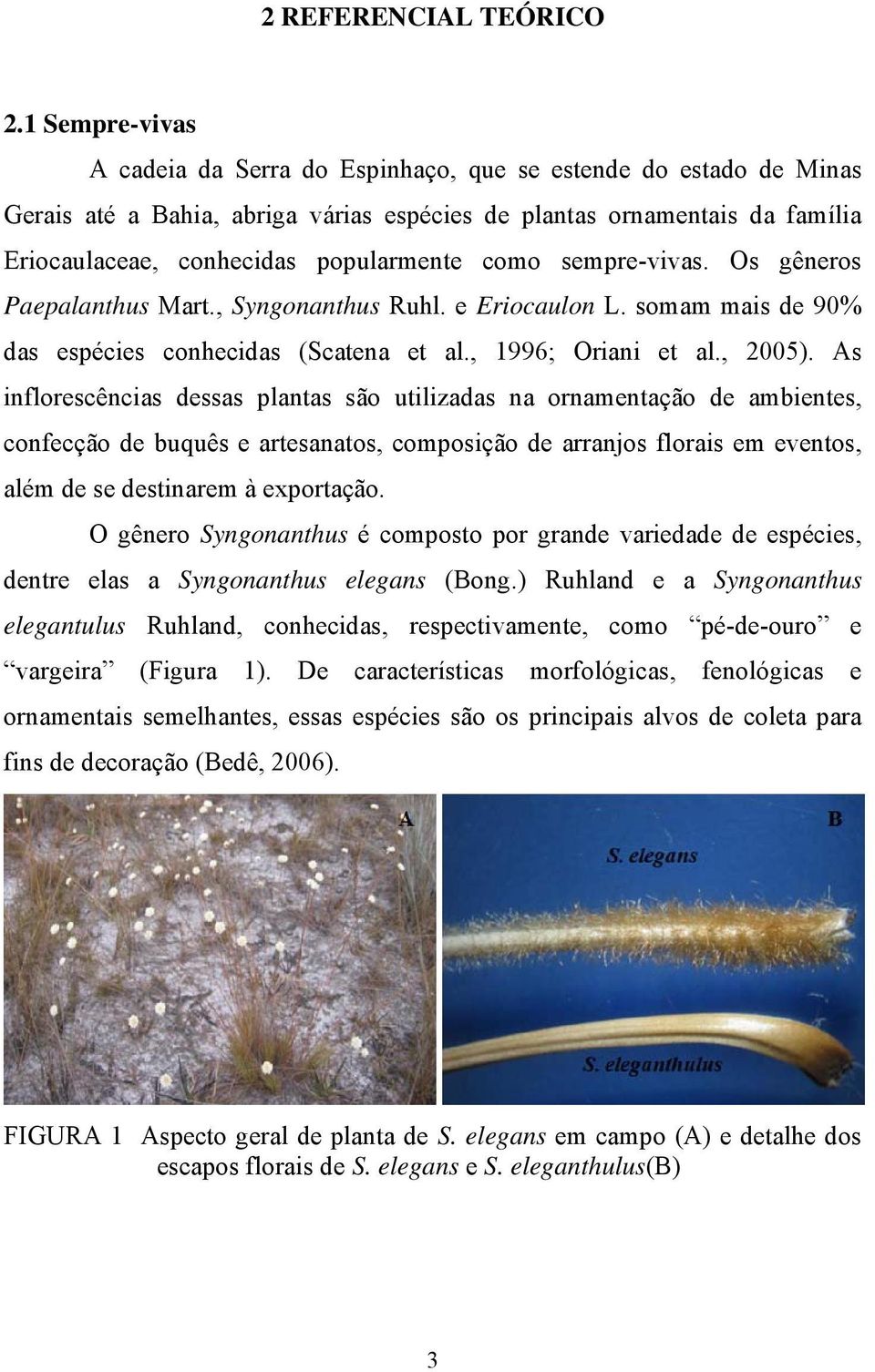 como sempre-vivas. Os gêneros Paepalanthus Mart., Syngonanthus Ruhl. e Eriocaulon L. somam mais de 90% das espécies conhecidas (Scatena et al., 1996; Oriani et al., 2005).