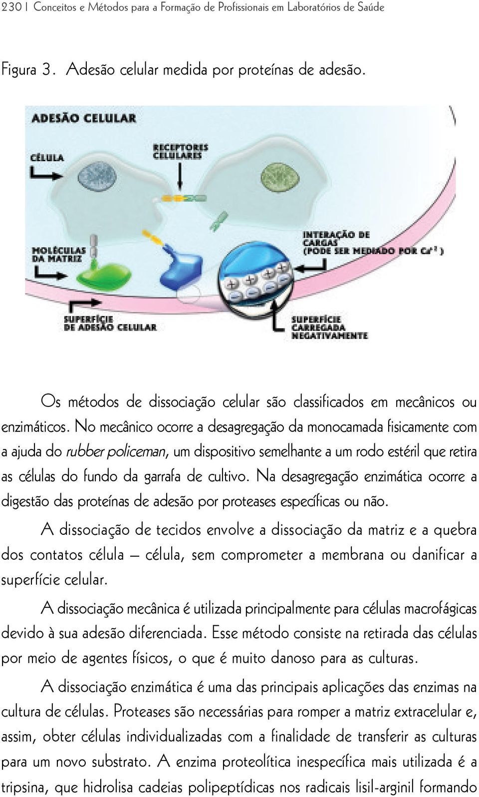 No mecânico ocorre a desagregação da monocamada fisicamente com a ajuda do rubber policeman, um dispositivo semelhante a um rodo estéril que retira as células do fundo da garrafa de cultivo.