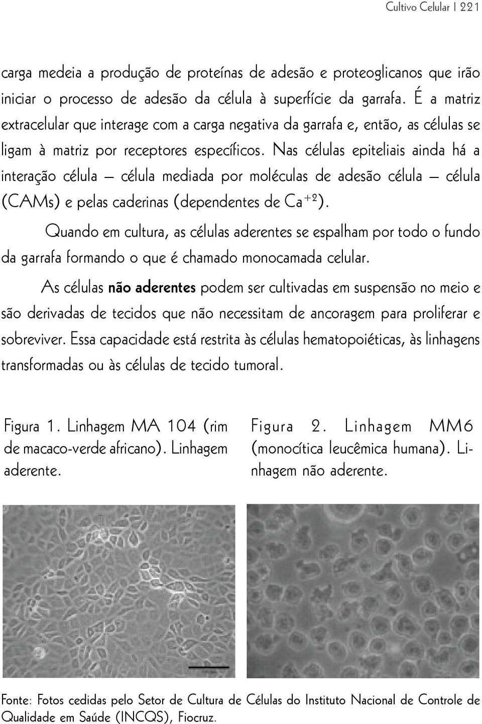 Nas células epiteliais ainda há a interação célula célula mediada por moléculas de adesão célula célula (CAMs) e pelas caderinas (dependentes de Ca +2 ).