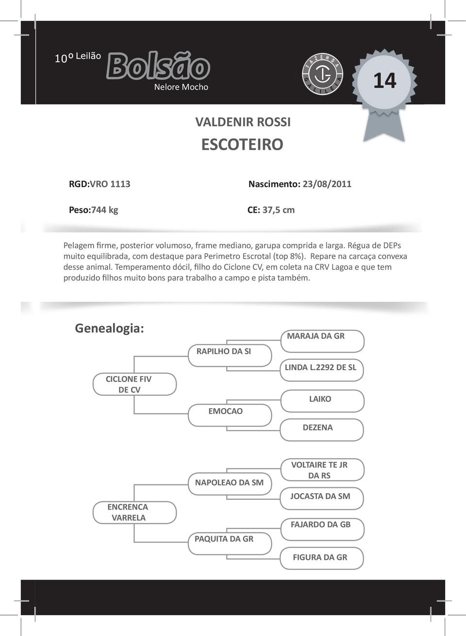 Temperamento dócil, filho do Ciclone CV, em coleta na CRV Lagoa e que tem produzido filhos muito bons para trabalho a campo e pista também.