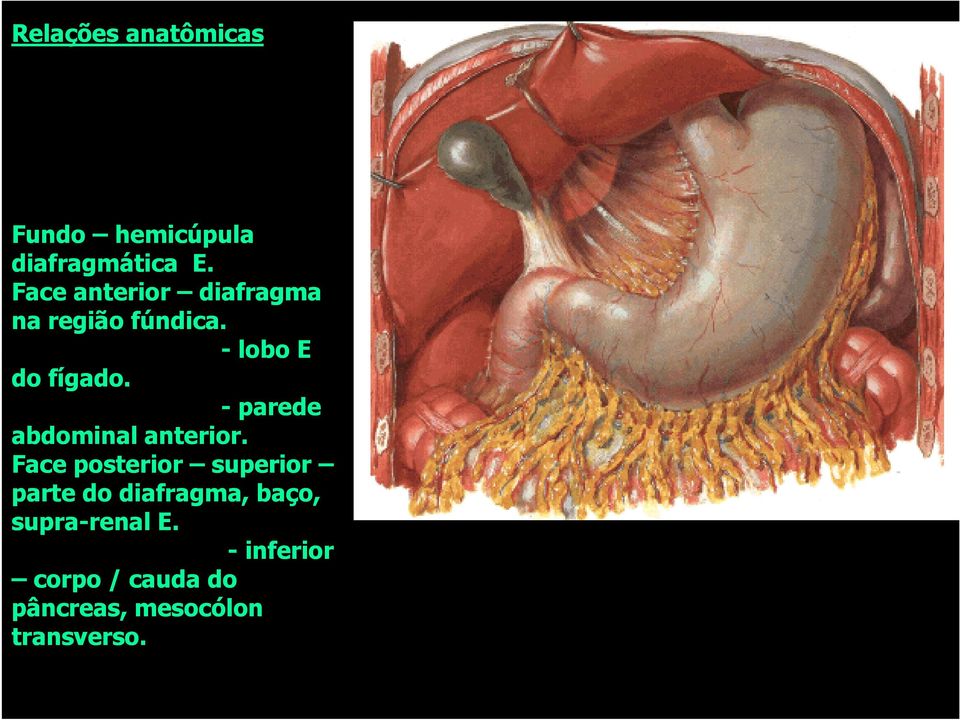 - parede abdominal anterior.