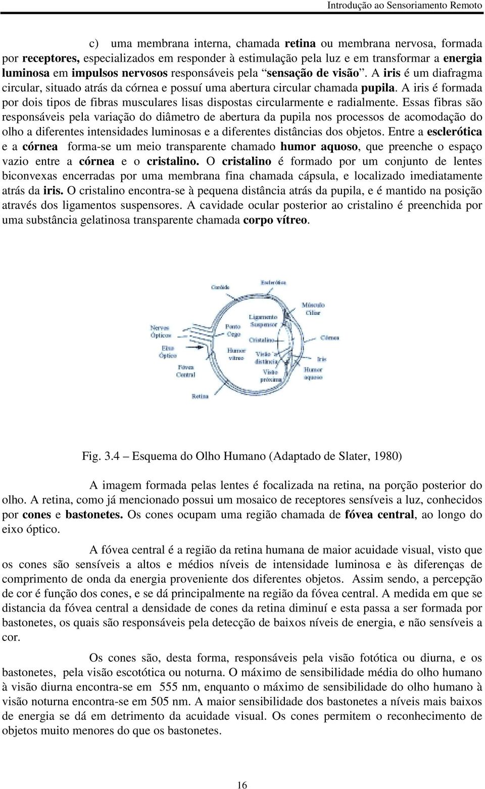 A iris é formada por dois tipos de fibras musculares lisas dispostas circularmente e radialmente.