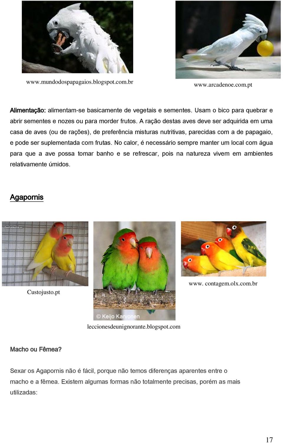 No calor, é necessário sempre manter um local com água para que a ave possa tomar banho e se refrescar, pois na natureza vivem em ambientes relativamente úmidos. Agapornis Custojusto.pt www. contagem.