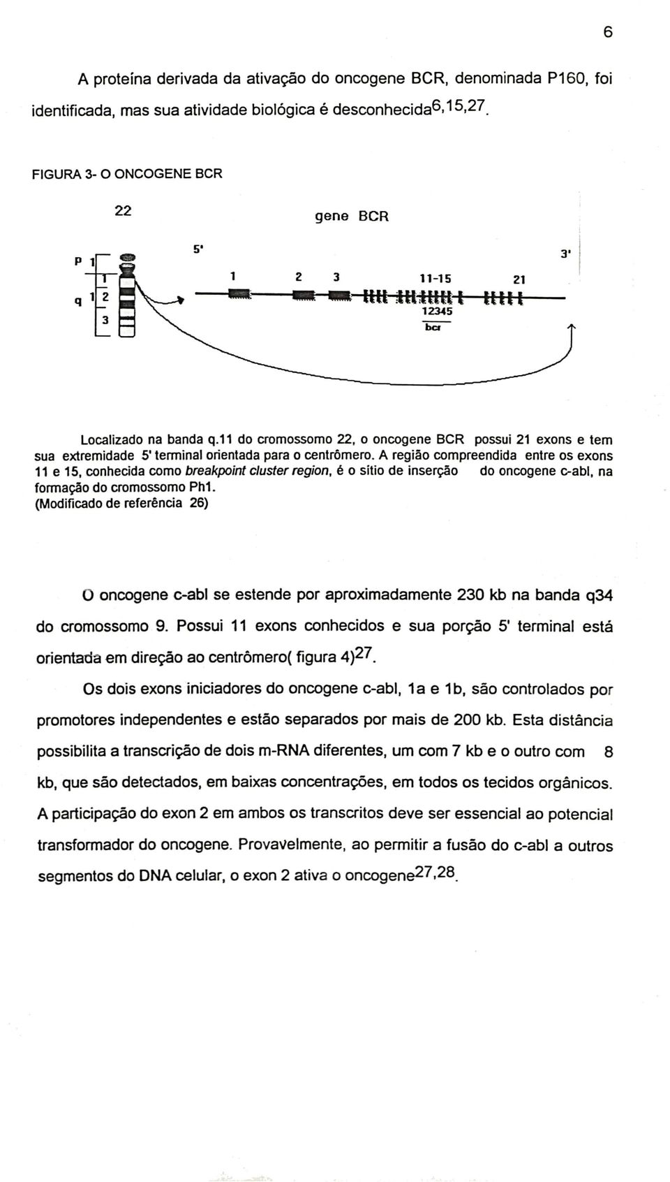 11 do cromossomo 22, o oncogene BCR possui 21 exons e tem sua extremidade 5' terminal orientada para o centrômero.