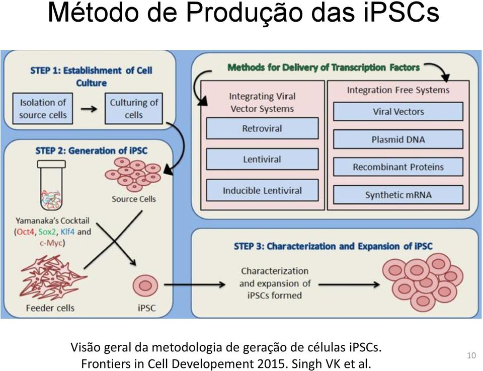 células ipscs.