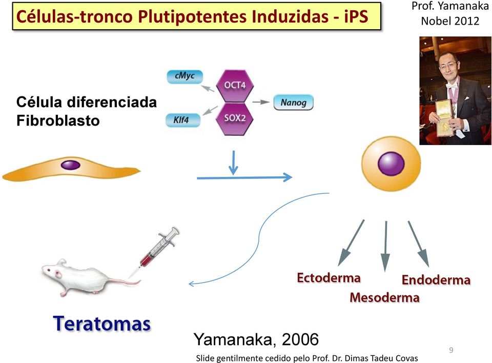 diferenciada Fibroblasto Yamanaka, 2006